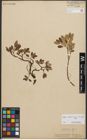 Foto von Salix reticulata L. x Salix waldsteiniana Willd.